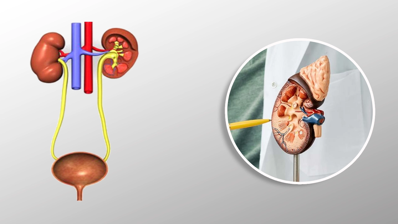 Urology Services